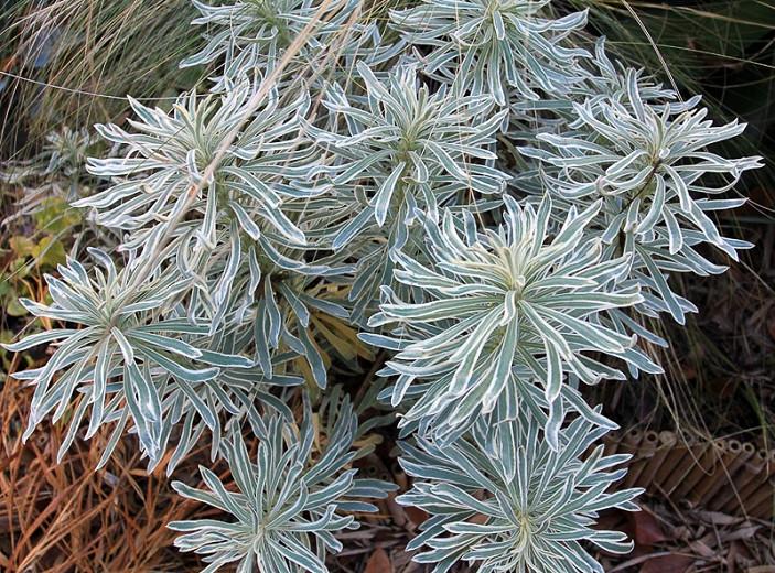 Euphorbia characias 'Glacier Blue', Spurge 'Glacier Blue', 'Glacier Blue' Spurge, Variegated Spurge, Variegated Euphorbia